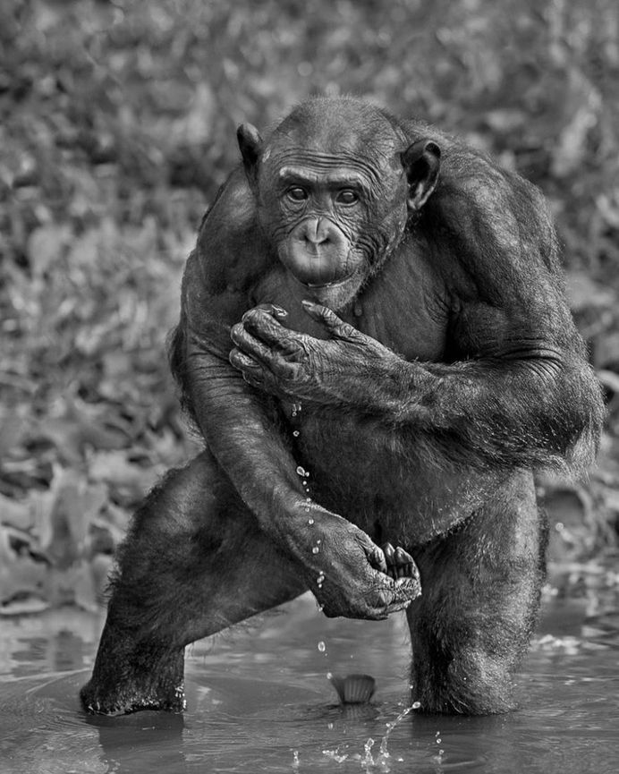 From the Amazon to Antarctica: WIldlife Photography by Frans Lanting
