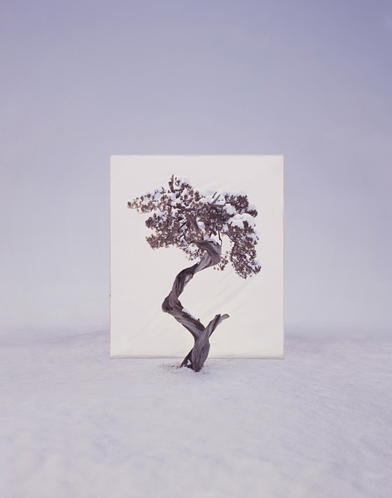 Tree #12