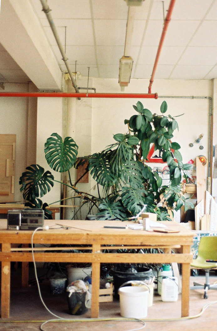 #monstera #monsteradeliciosa #plant #indoorplant #office #workspace