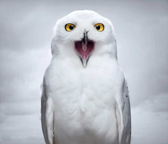 Birds of Prey: Fine Art Photography by Zack Seckler