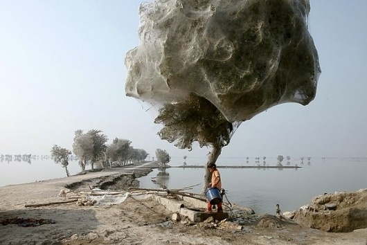 pakistan-floods-drive-spiders-into-trees-children_34027_600x450.jpg (600×401) #spider #tree #pakistan