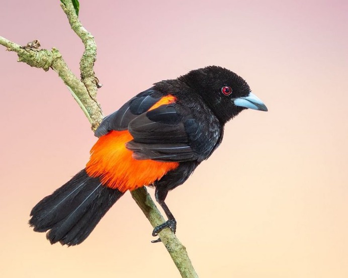 #nuts_about_birds: The Magnificent Birds of Costa Rica by Jalil El Harrar