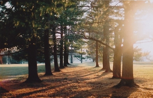 The Inspiration Stream | Veerle's blog 3.0 - Webdesign - XHTML CSS | Graphic Design #photography #trees