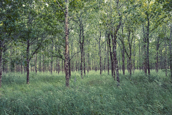photo #wood #passing