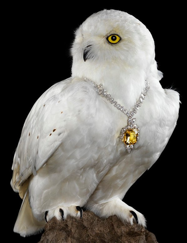 Jenny van Sommers | Still life photographer | Editorial #jenny #photographer #jewellery #bird #sommers #von #editorial #photohraphy