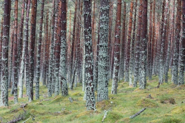 Alistair Hall | FormFiftyFive – Design inspiration from around the world #woods #photography #nature