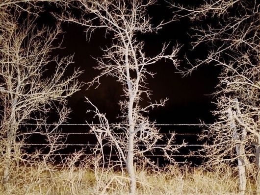 pool gallery » Selected Works #tree #photography #art