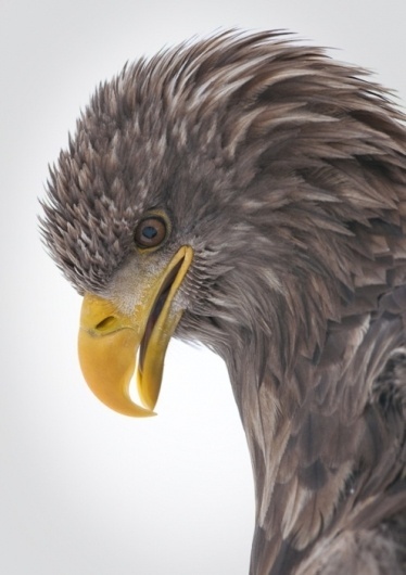 EIKNARF #eagle #photography