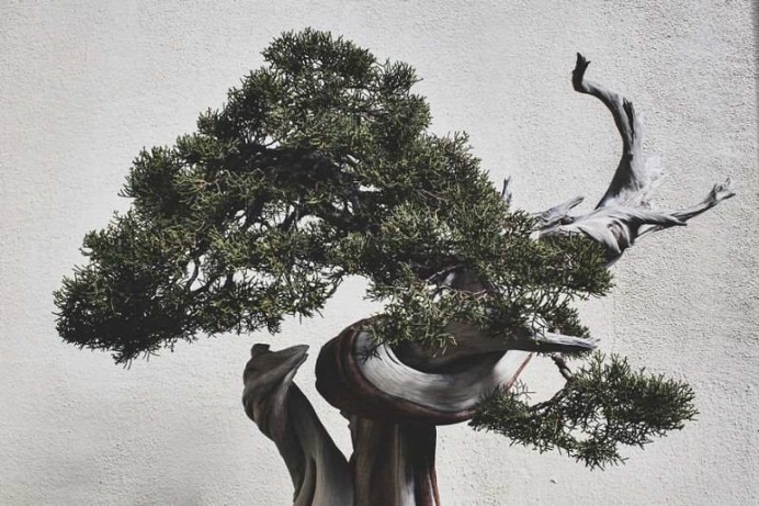 Stephen Voss Captures The True Beauty of Bonsai Trees