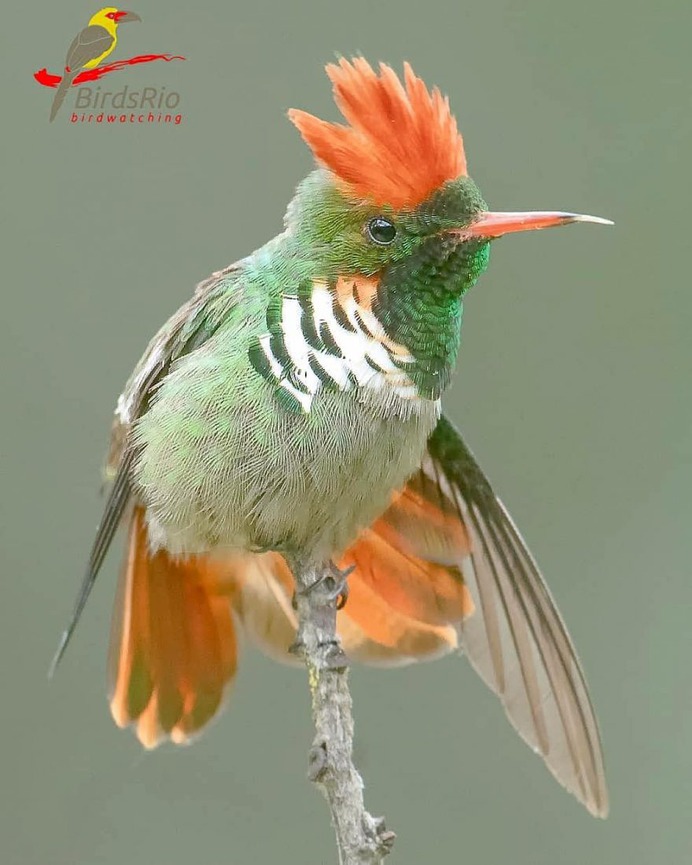 Birds of Brazil: Beautiful Bird Photography by Hudson Martins