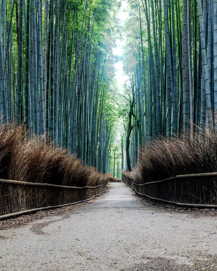 @elisa.dm.keto - Instagram Post - 06/09/2019 01:11 PM at Arashiyama Bamboo Groove by @elisa.dm.keto - InstaTagz.com