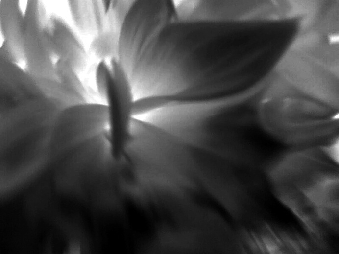flower #of #darkness #flowers
