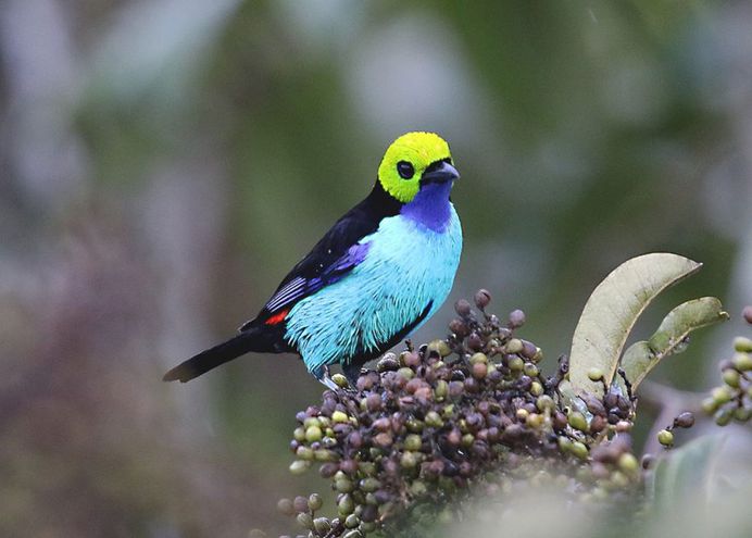 #planetbirds: Incredible Bird Photography by Lindolfo Vieira Souto