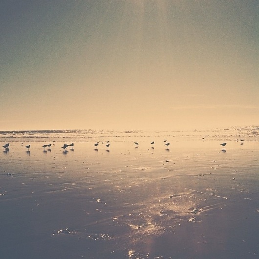 B3PO | Untitled #b3po #instagram #birds #photography #nature #landscapes #beach #california