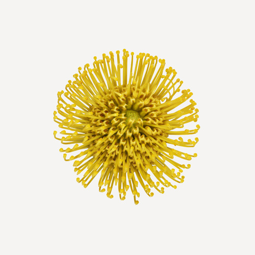 Flowers | The Flower Book #flower