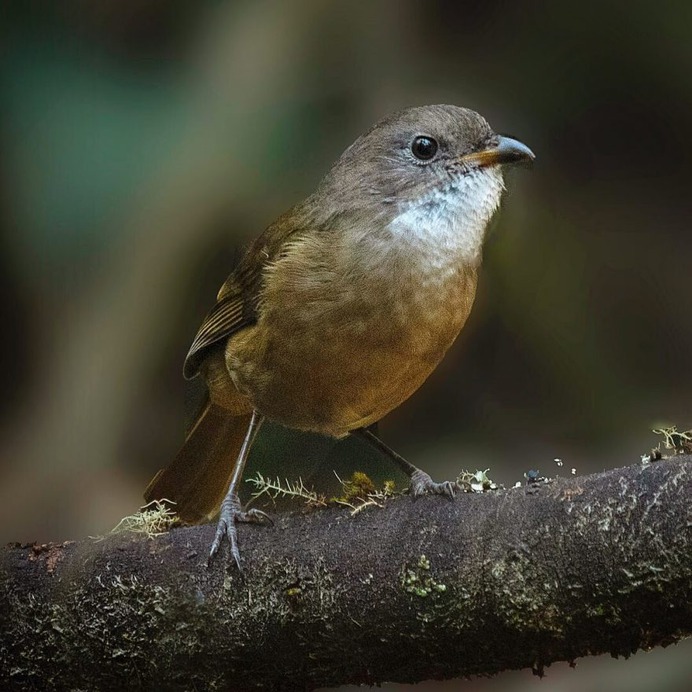 Birds of Australia: Beautiful Birds Photography by Barry Baker