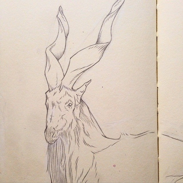 Antilope, Micheal Hanly, Pencil, Drawing