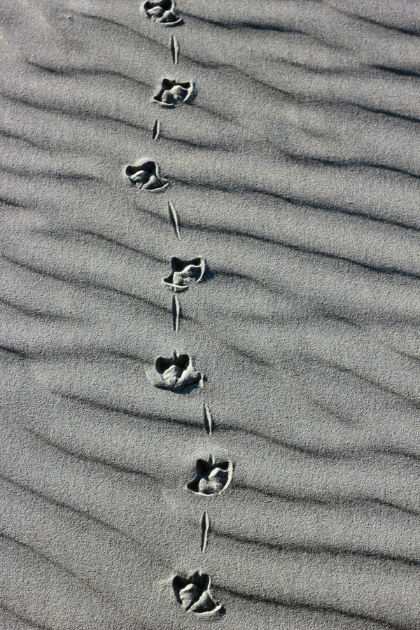 UlaPei Tippy Toes #white #toes #foot #black #footprints #photography #sand #and #feet #desert