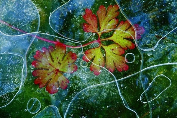 Best of Nation Geographic 2013 Traveler Contest8 #photo #nature #water #leaf