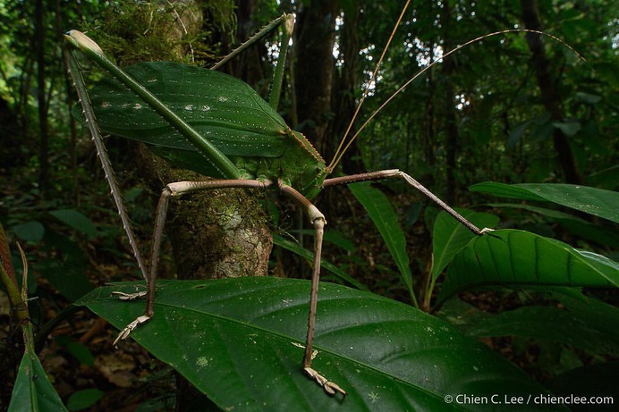 Wildlife Macro Photography in The Borneo Rainforest by Chien C. Lee