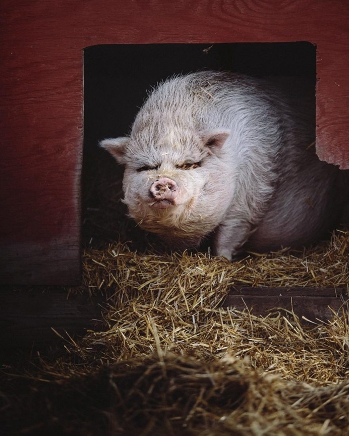 Animal Rights Photography: Sammantha Fisher Captures Amazing Animal Portraits