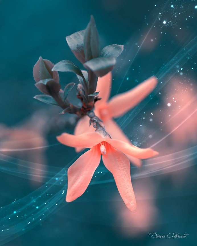 Magical Flowers Photography by Doreen Albrecht