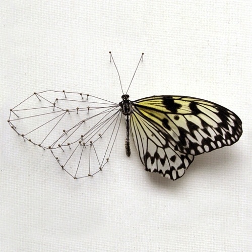 13/03 #butterfly