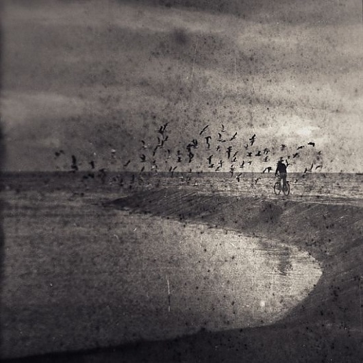 paukštukas #birds #sea