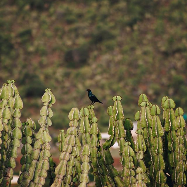 Hi Birdy #natgeo #natgeohub #natgeotravelpic #natgeocreative #africa #art #artoftheday #instaart #instagood #photo #photography #photobookIG #travel #canon #african #africans #africana #southafrica #limpopo #lens #camera #MagnumPhotos #color #photograph #justgoshoot #africaphotography #bugs #Nature #ant