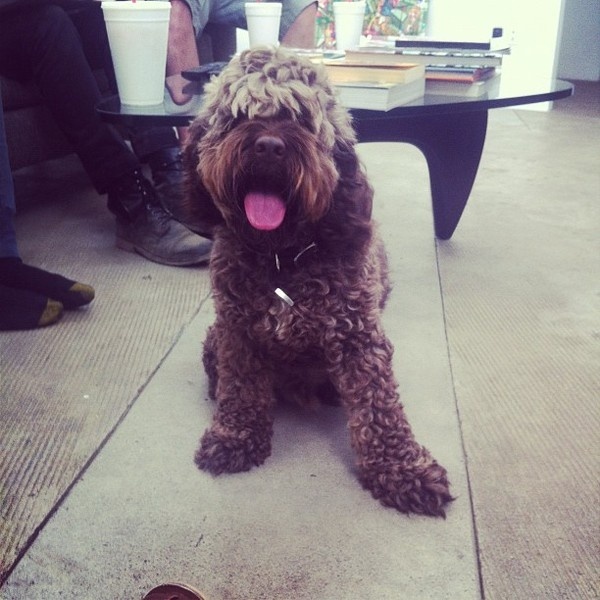 @michaelmartinho | Webstagram - the best Instagram viewer #cello #awesome #curly #smart #hairy #brown #cute #animal #funny #dog