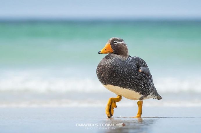 Breathtaking Wildlife Bird Photography by David Stowe
