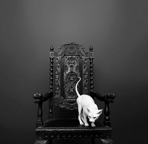 white Sphynx cat on black chair στο We Heart It /οπτικός σελιδοδείκτης #56006406 on imgfave
