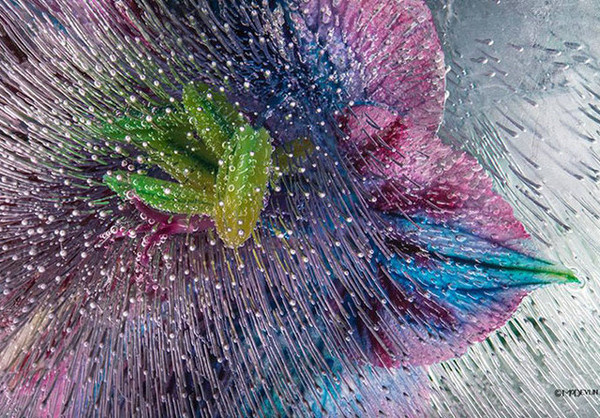 Frozen Flowers by Mo Devlin #inspiration #photography #macro