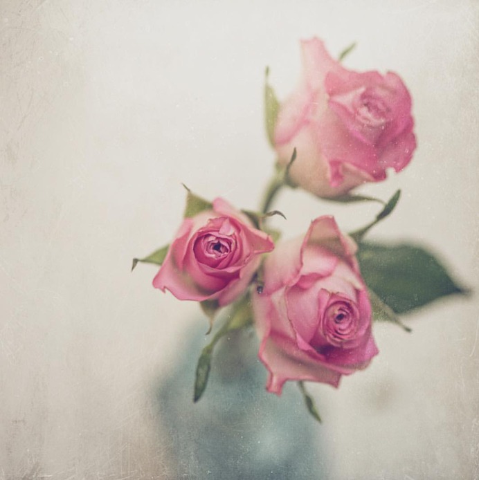 Beautiful Flower and Plant Photography by Alison Staite