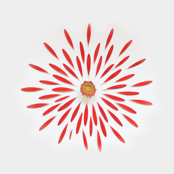 Gerbera Exploded 01, Singapore #photography #fireworks #flowers