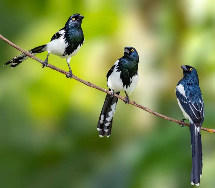 #instabird: Brilliant Bird Photography by Kacau Oliveira