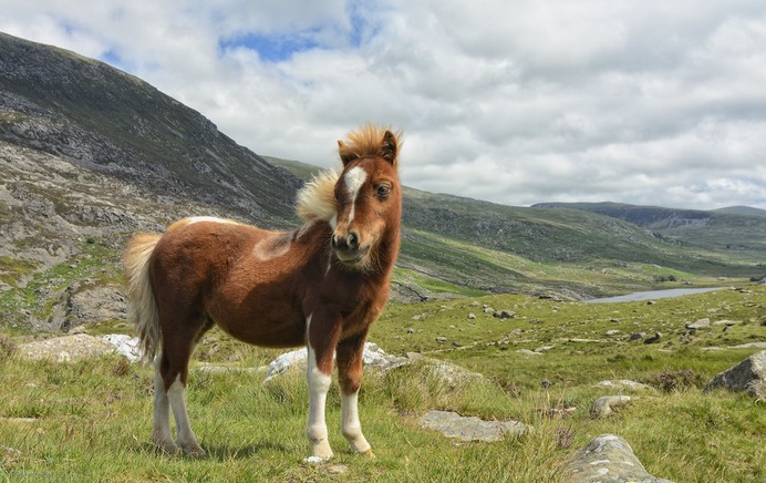 Welsh Mountain Pony