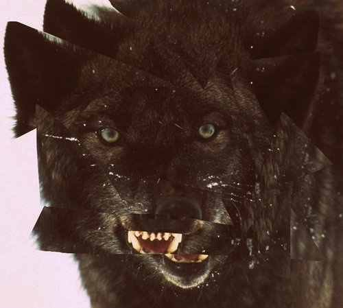 tumblr_lc3z1kx6Oi1qzs56do1_500.jpg (JPEG Image, 500x449 pixels) #glitch #wolf