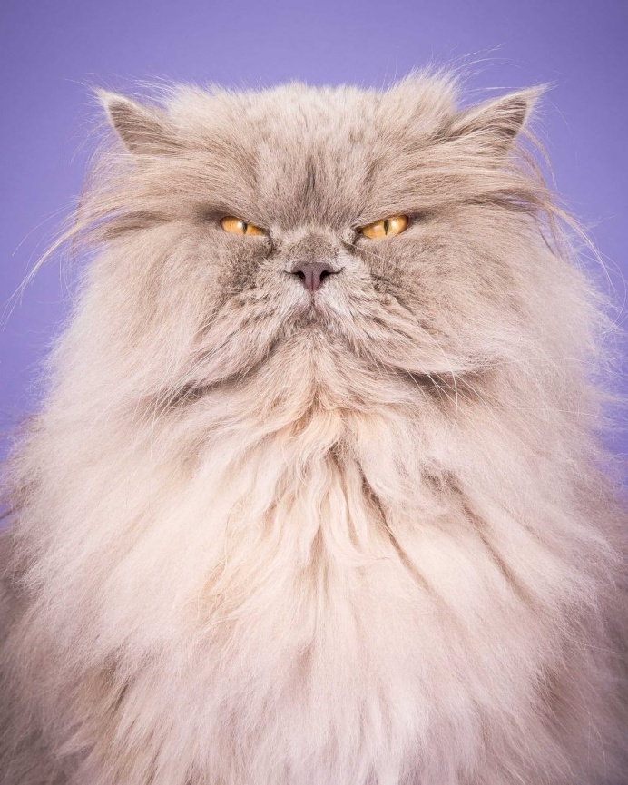 Fat Cats: Peter Thorne Captures Adorable Photos of Toronto's Chubby Cats