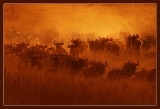 Animal Photography by Hennie van Heerden #inspiration #photography #animal