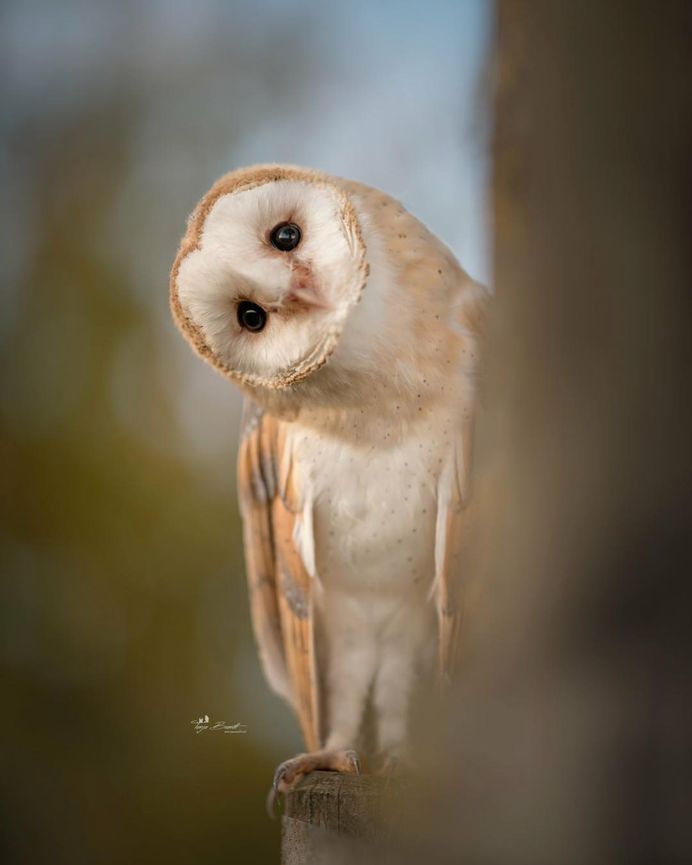 #owlsofinstagram: Adorable Owl Pictures by Tanja Brandt