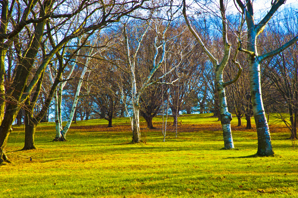 Photography #forest #color #trees #saturated