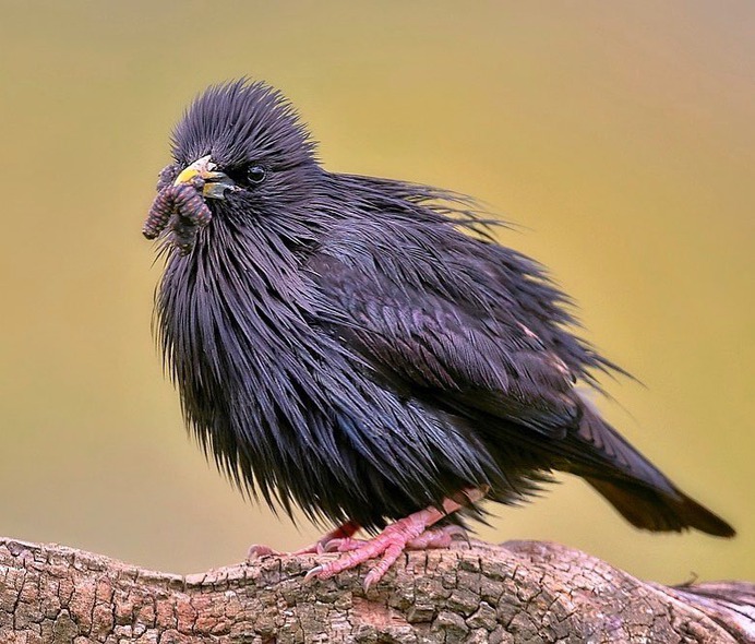 #birdstagram: Graceful Bird Photography by Peter Kühn