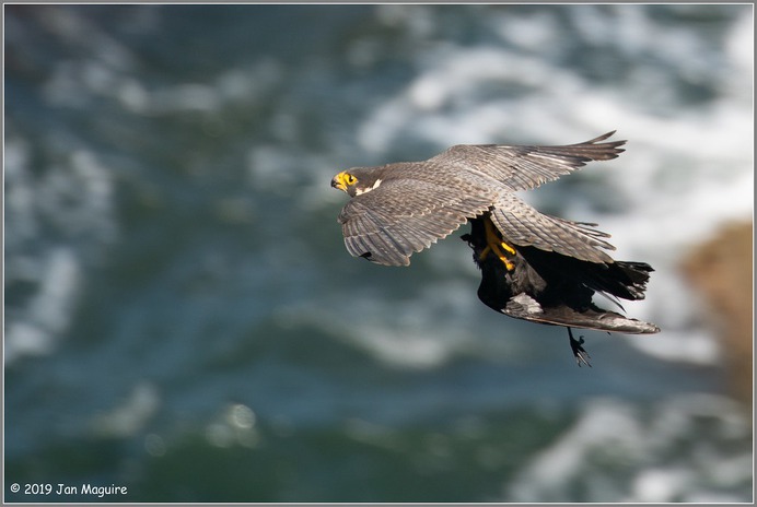 Peregrine with Crow 4655