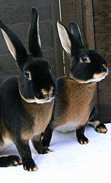 Black Otter Rex Rabbits
