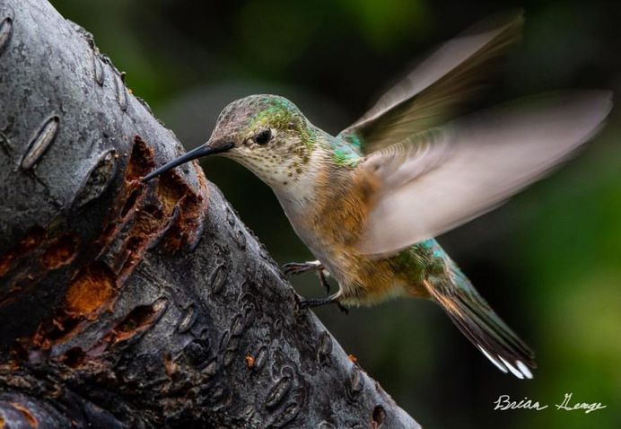 #your_best_birds: Beautiful Birds Photography by Brian Genge
