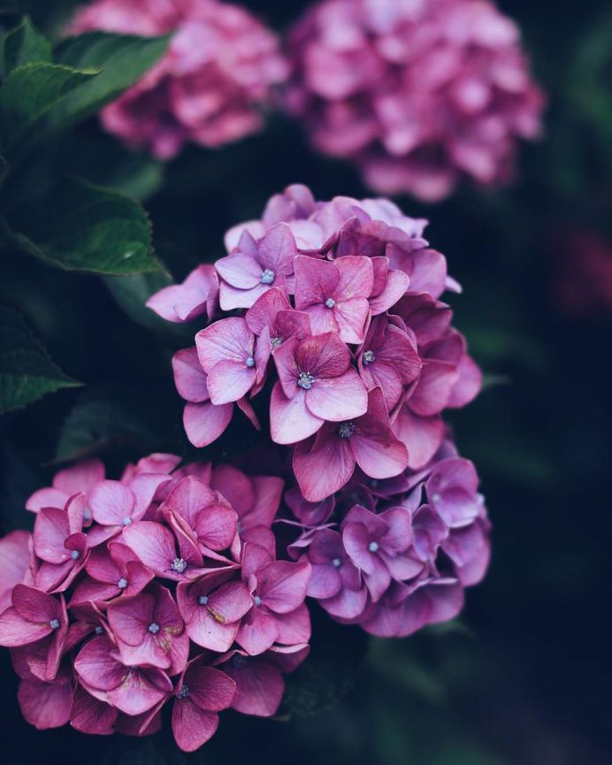 Beautiful Japanese Flowers Photos by Kaori Tanimoto