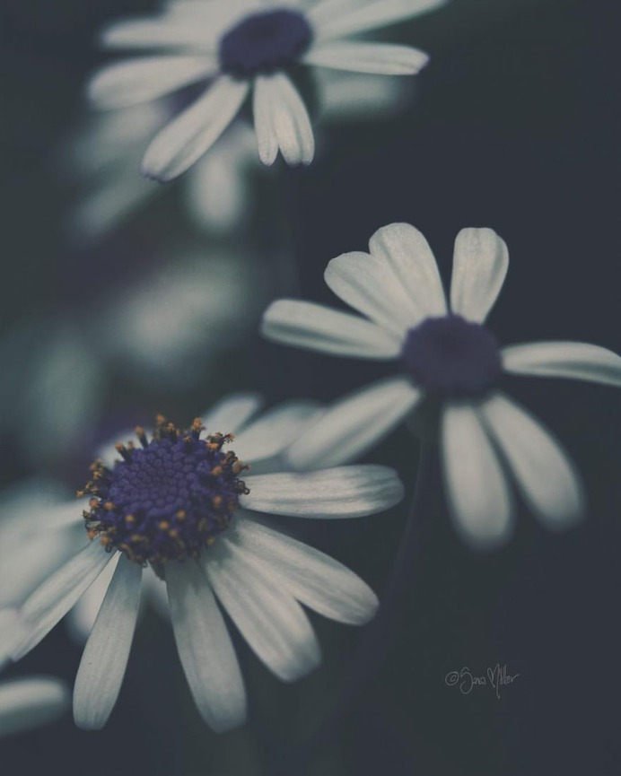 Fine Art Flowers Photography by Sara Möller