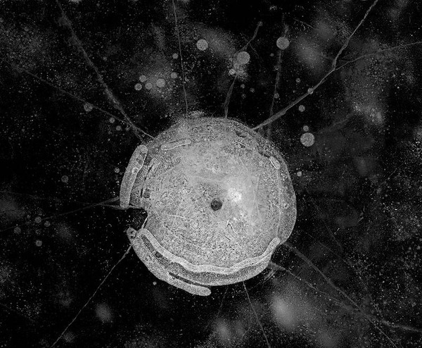 but does it float #water #douglas #photography #ice #capron