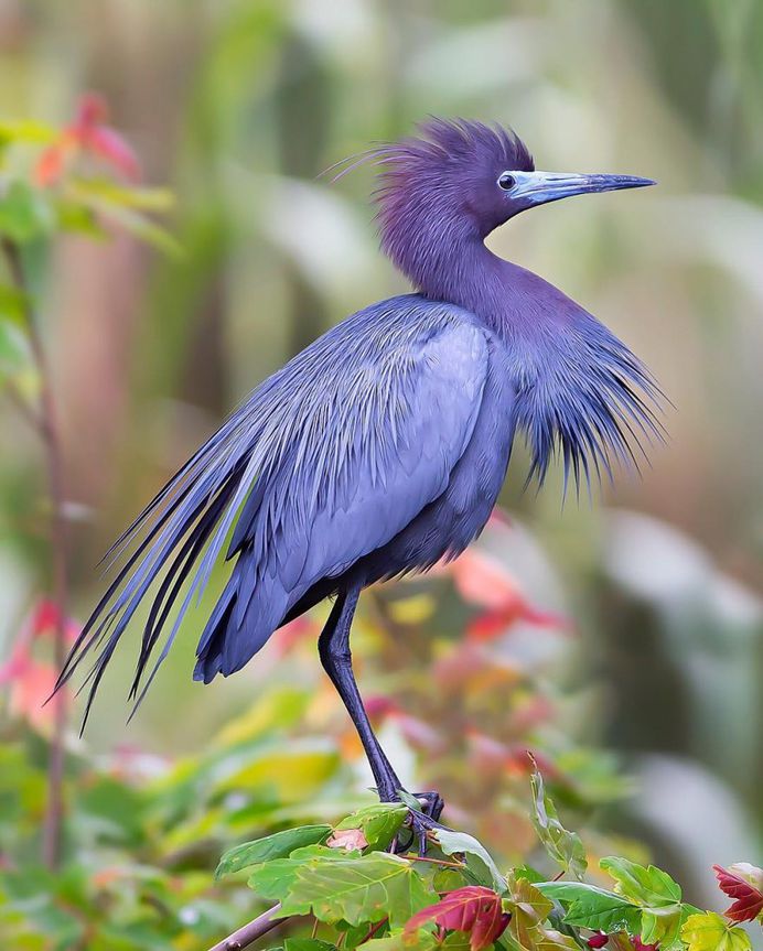 #birdsofinstagram: Fantastic Bird Photography by Jeffrey P Karnes